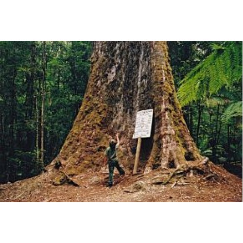 Mount Ash Eucalyptus regnans 1 Plants Giant Gum Trees Tasmanian Oak